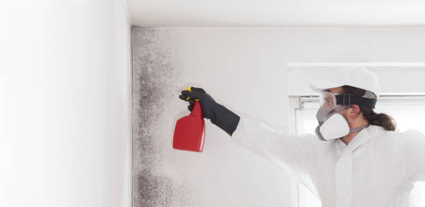 Best Basement Mold Remediation in Country Club Hills, MO